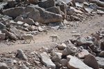 Mount evans