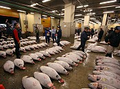 Tsukiji Market