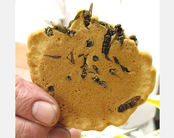 wasp crackers