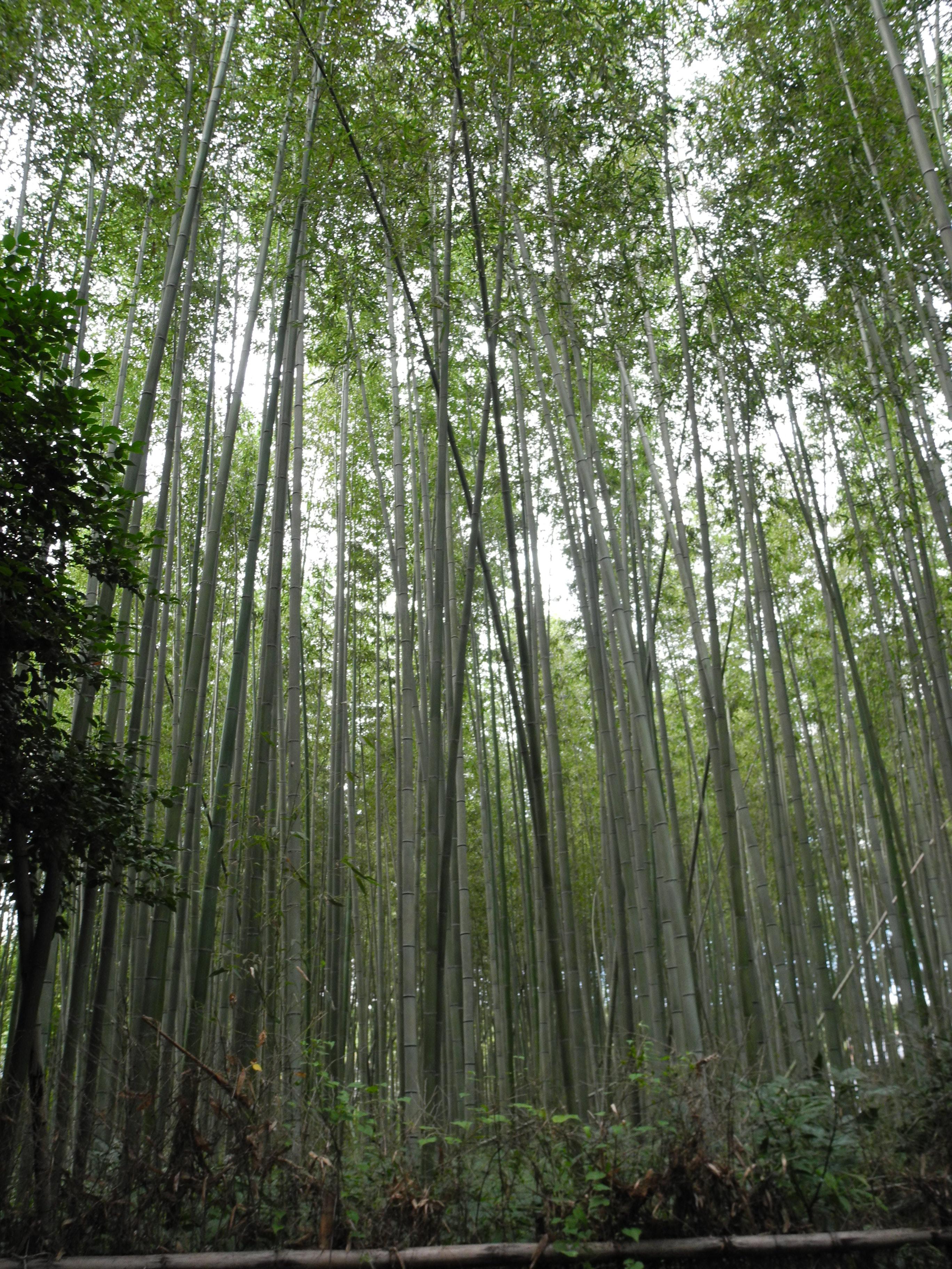 Bamboo forest